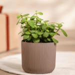 Jade Plant - Crassula Ovata