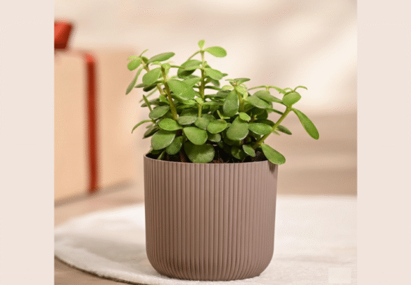 Jade Plant - Crassula Ovata