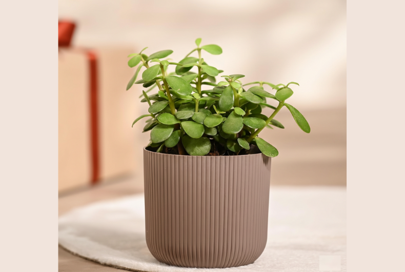 Jade Plant - Crassula Ovata